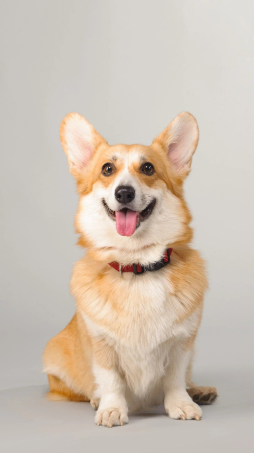 A happy corgi