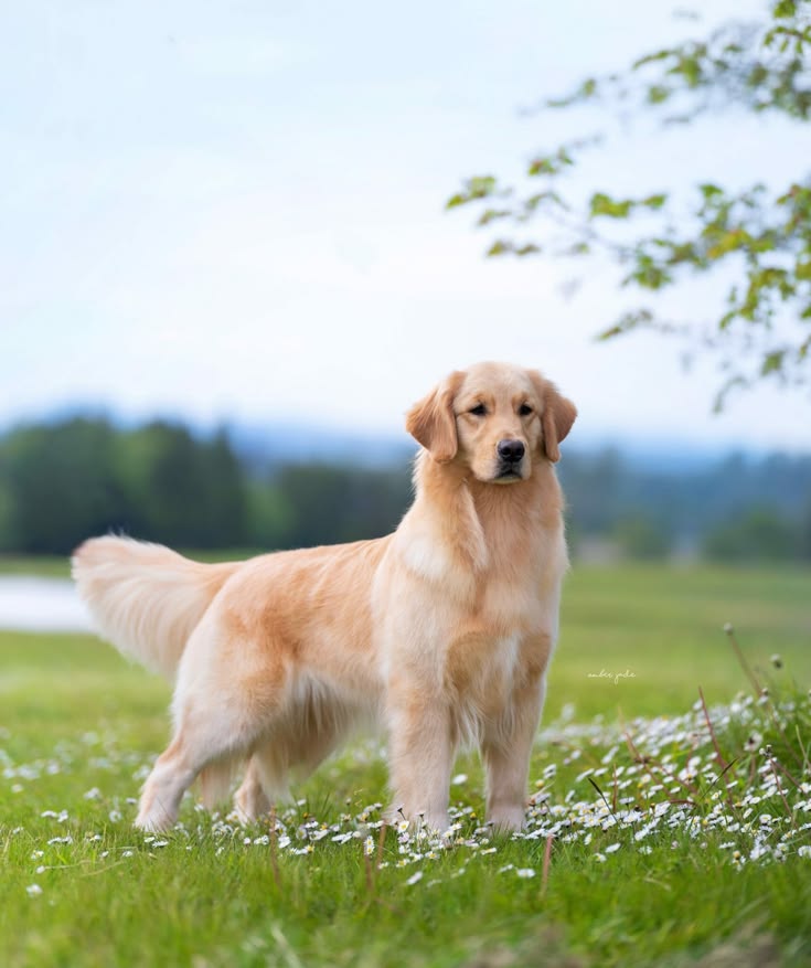 A golden retriever standing in a meadow