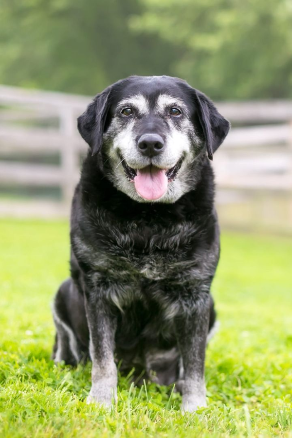 A happy senior dog